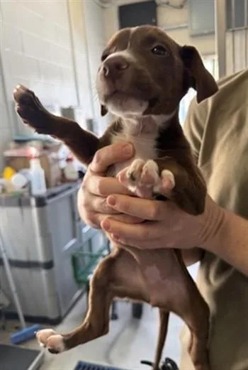 A baby small-sized female Pit Bull Terrier dog named Maple for adoption in Sacramento, CA