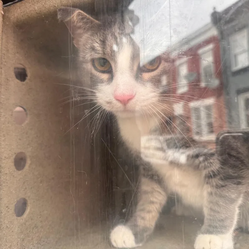 An adult large-sized male Calico Domestic Short Hair cat named Lulu for adoption in Philadelphia, PA