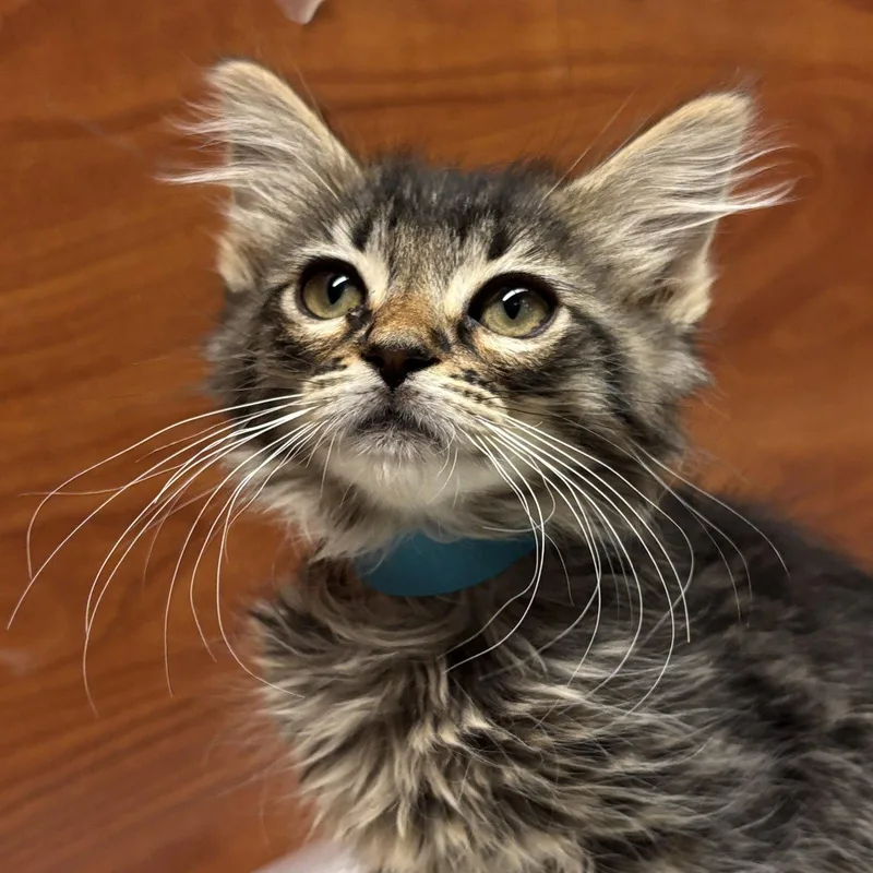 A baby medium-sized female Domestic Medium Hair cat named Necrozma for adoption in Sonora, CA