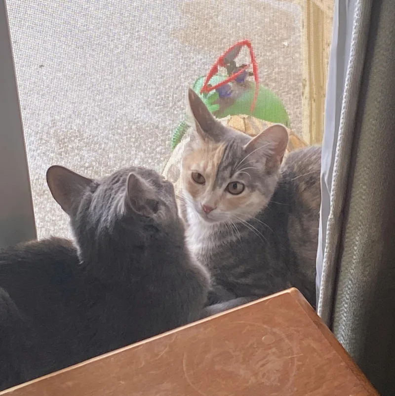A baby small-sized female Dilute Calico Domestic Short Hair cat named Lacey for adoption in Lodi, CA