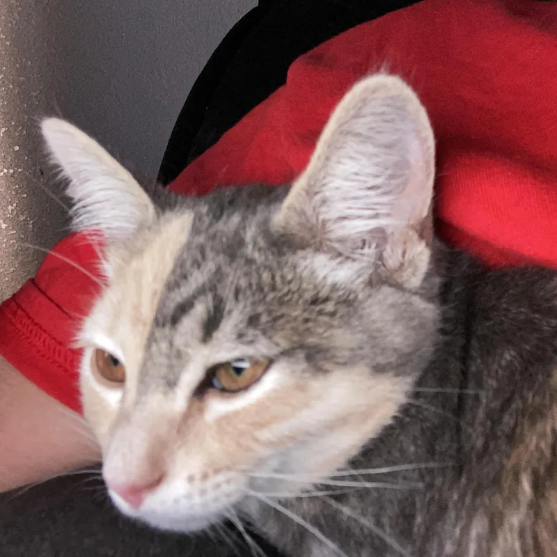Lacey thumbnail 3