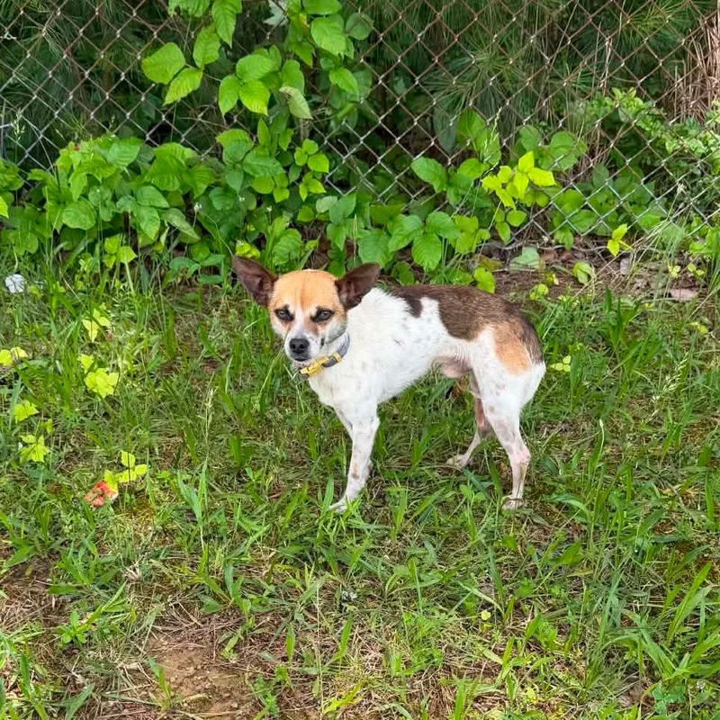 An adult small-sized male White / Cream Rat Terrier dog named Vulcan for adoption in Bessemer, AL