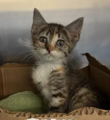 A baby small-sized female Domestic Short Hair cat named Tilly for adoption in Honolulu, HI