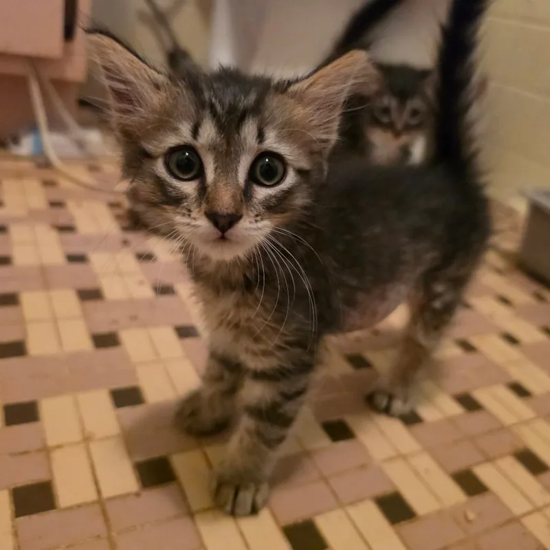 A baby small-sized female Brown / Chocolate Domestic Long Hair cat named Artemis for adoption in Melrose, FL