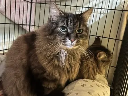 A senior large-sized male Tabby (Brown / Chocolate) Domestic Long Hair cat named Buddy And Honey for adoption in Cape May, NJ