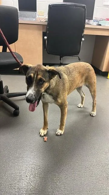 A young medium-sized female German Shepherd Dog dog named Maggie for adoption in Corpus Christi, TX