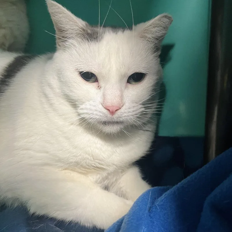 A senior medium-sized female Domestic Short Hair cat named Lena for adoption in Owosso, MI
