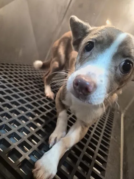 A young small-sized male Chihuahua dog named Pen  Rocco for adoption in Lawrenceville, GA