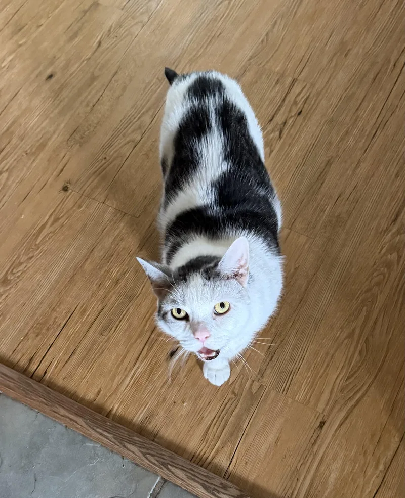 An adult medium-sized male Black & White / Tuxedo Domestic Short Hair cat named Scooter for adoption in Plain City, OH