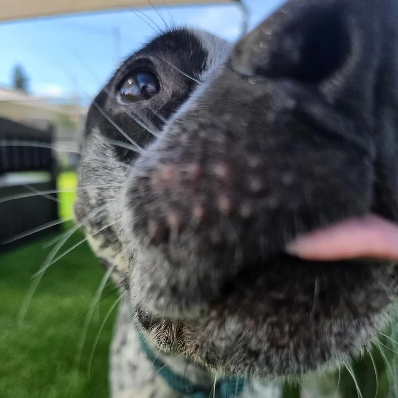 An adult medium-sized female Black Cattle Dog dog named Roxley for adoption in Binghamton, NY
