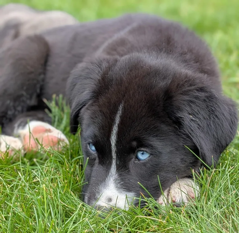 A baby medium-sized male Black Labrador Retriever dog named Flurry for adoption in Minnetrista, MN