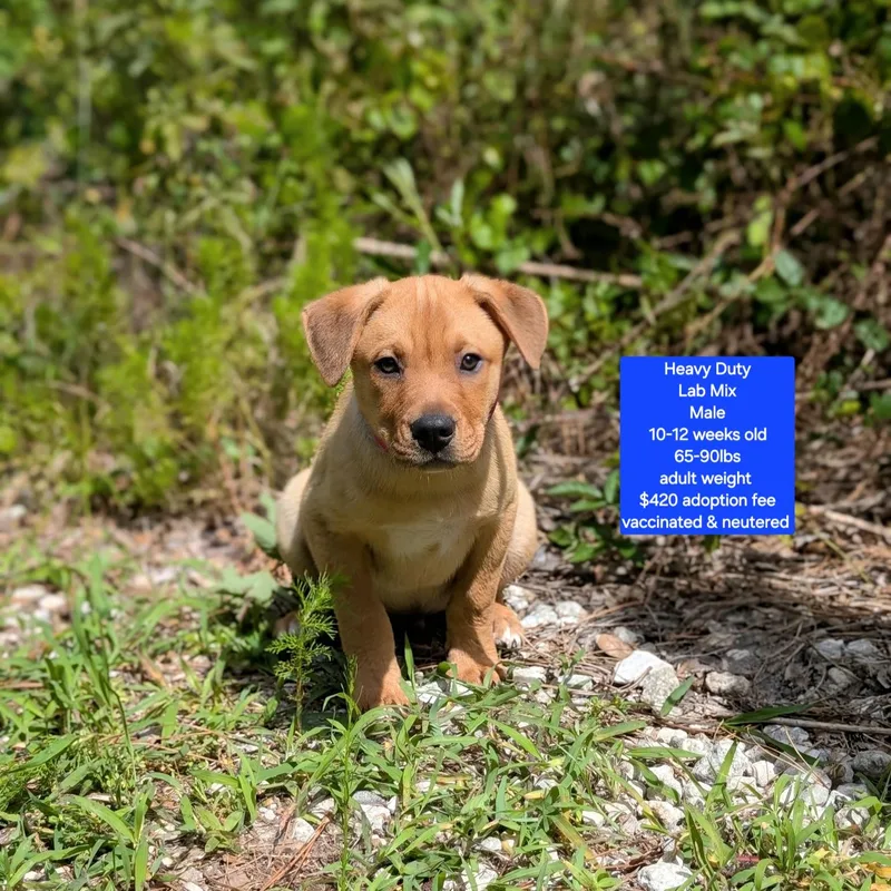 A baby large-sized male Labrador Retriever dog named Heavy Duty for adoption in Oviedo, FL