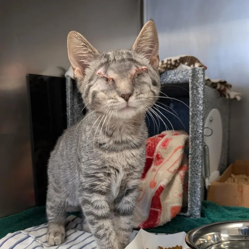 A baby small-sized male Gray / Blue / Silver Domestic Short Hair cat named Kelce for adoption in Birdsboro, PA
