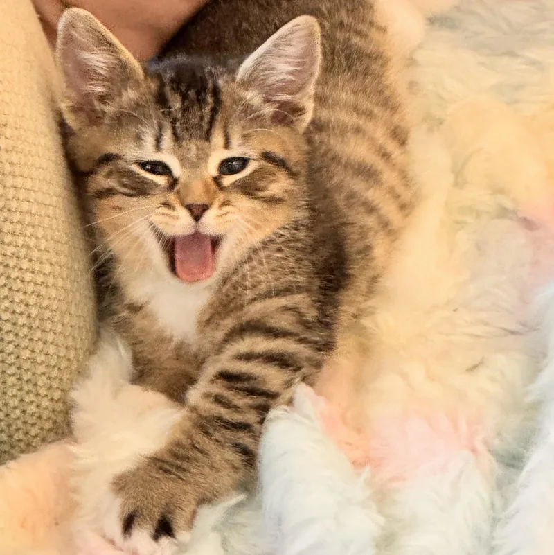 A baby medium-sized male Tabby (Brown / Chocolate) Domestic Short Hair cat named Morel for adoption in Wilsonville, OR