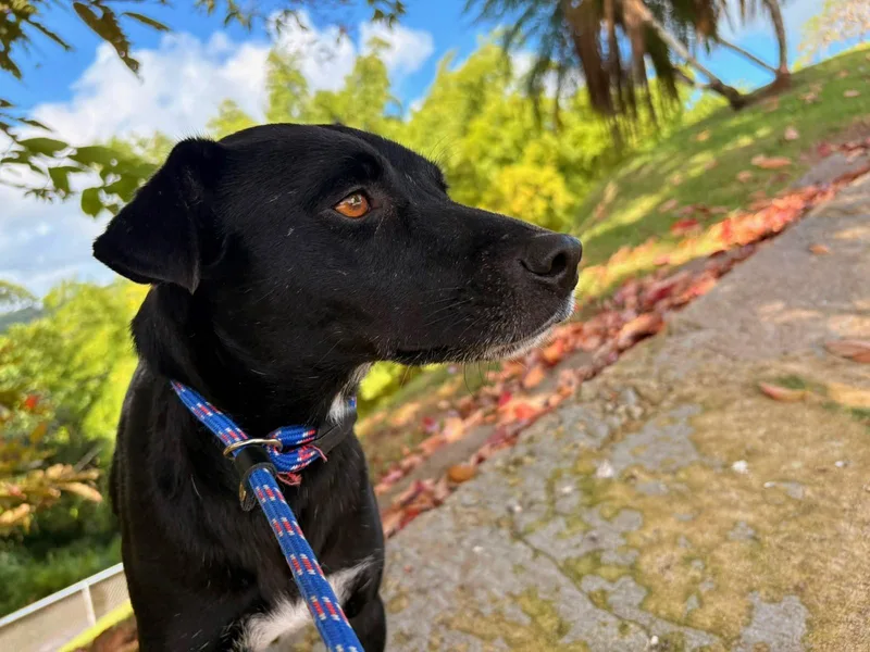An adult medium-sized female Mixed Breed dog named Minerva for adoption in Brooklyn, NY