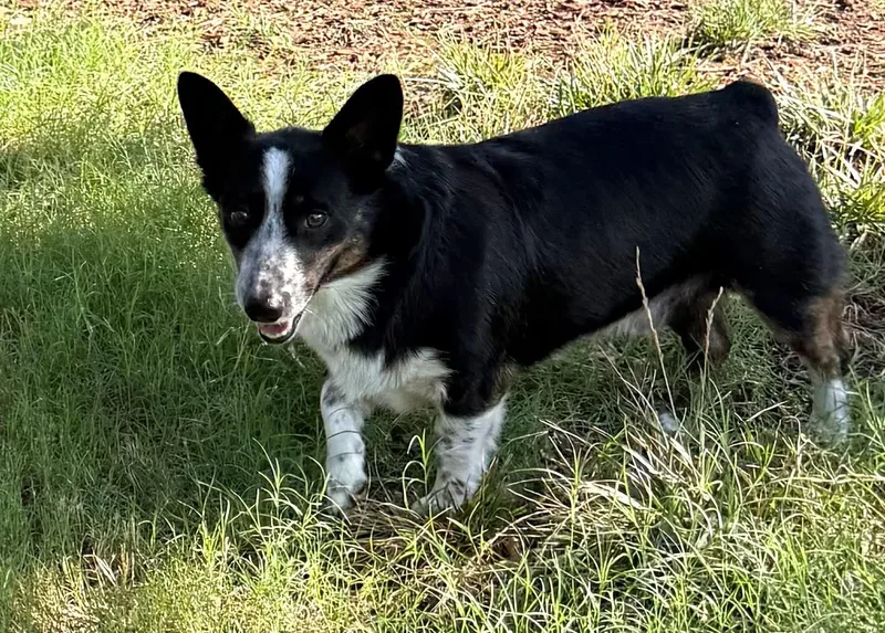 Murphy