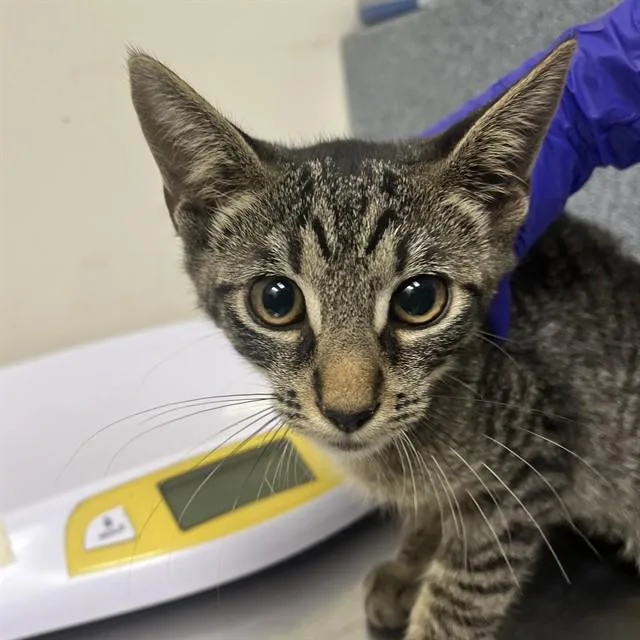 A baby medium-sized male Domestic Short Hair cat named Paco Taco for adoption in Naples, FL