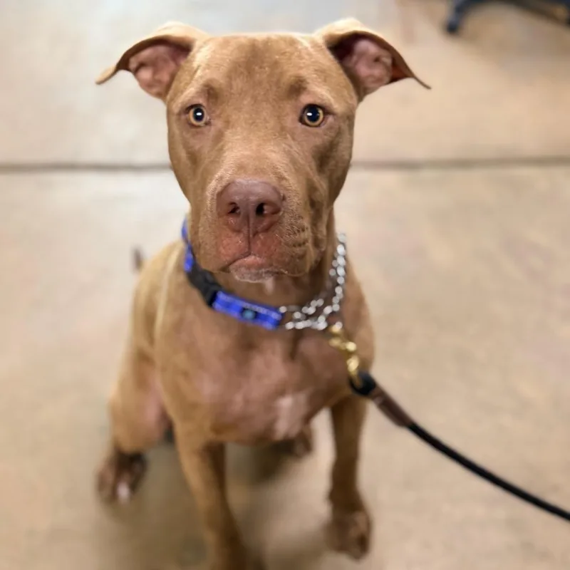 A young large-sized male Red / Chestnut / Orange Labrador Retriever dog named Beau for adoption in Columbus, GA