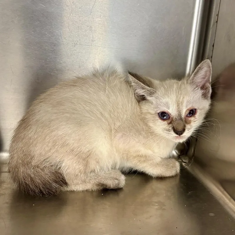 A baby small-sized female Gray / Blue / Silver Domestic Short Hair cat named Leaf Watch for adoption in Boerne, TX