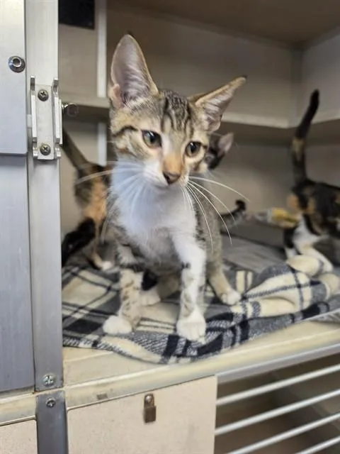 A baby medium-sized male Domestic Short Hair cat named Moosehead for adoption in Cookeville, TN