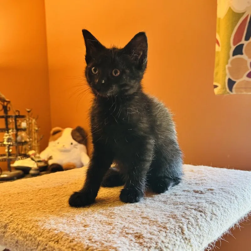A baby small-sized female Black Domestic Medium Hair cat named Arwen for adoption in DeKalb, IL