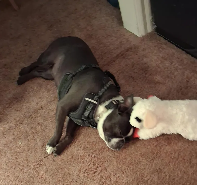 An adult small-sized male Black Boston Terrier dog named Wally in MO for adoption in Elkhorn, NE