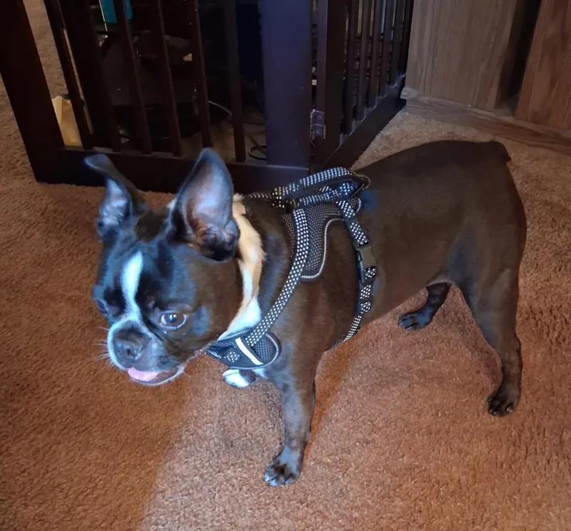 Wally in MO thumbnail 4