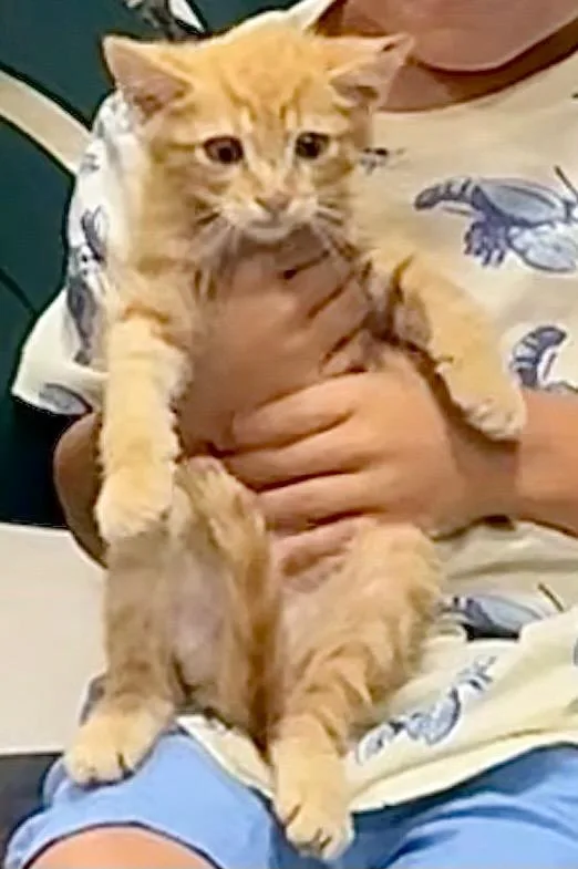 A baby small-sized male Domestic Short Hair cat named Bane for adoption in Augusta, GA