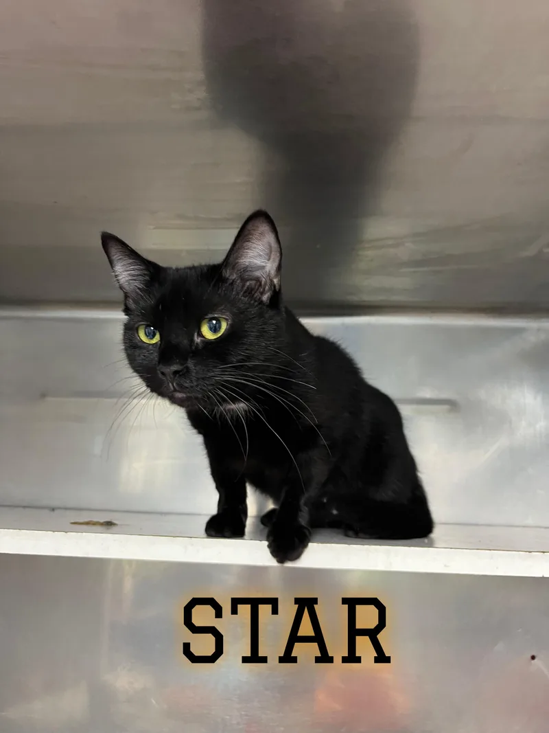 Star