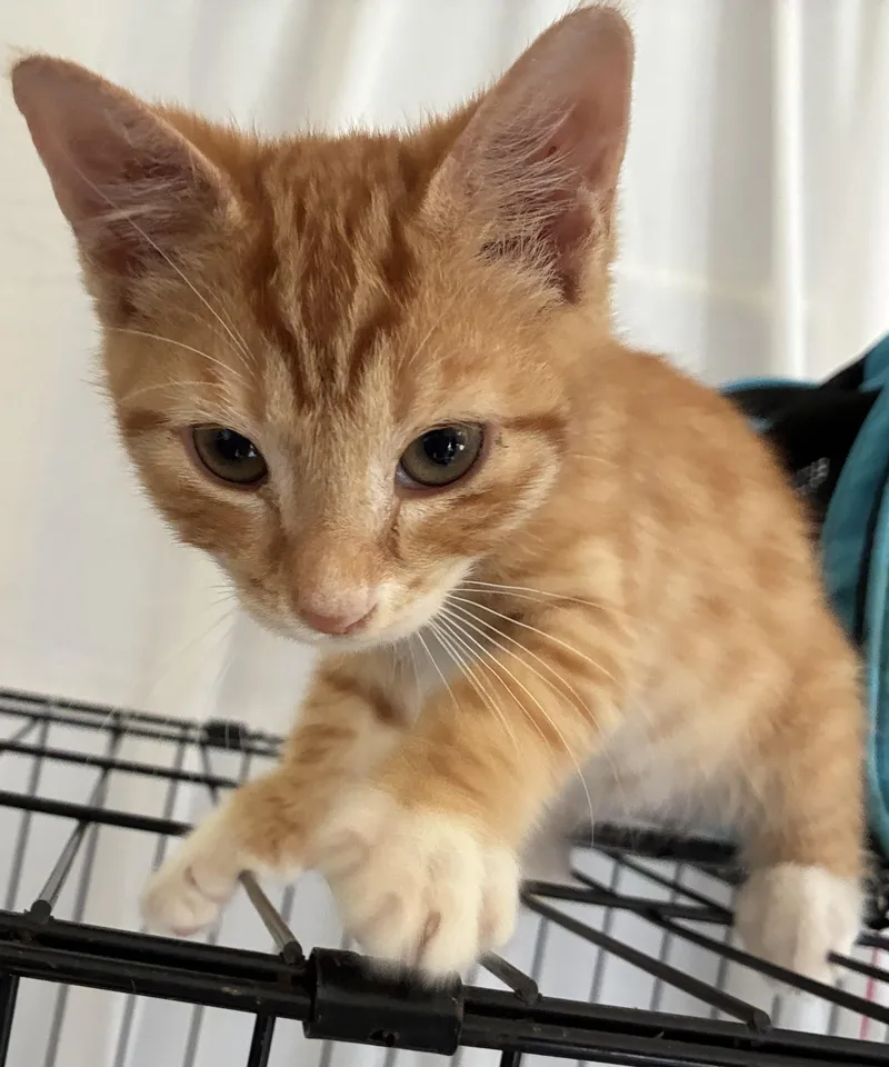 A baby medium-sized male Orange & White Domestic Short Hair cat named Woody for adoption in Dawson, GA