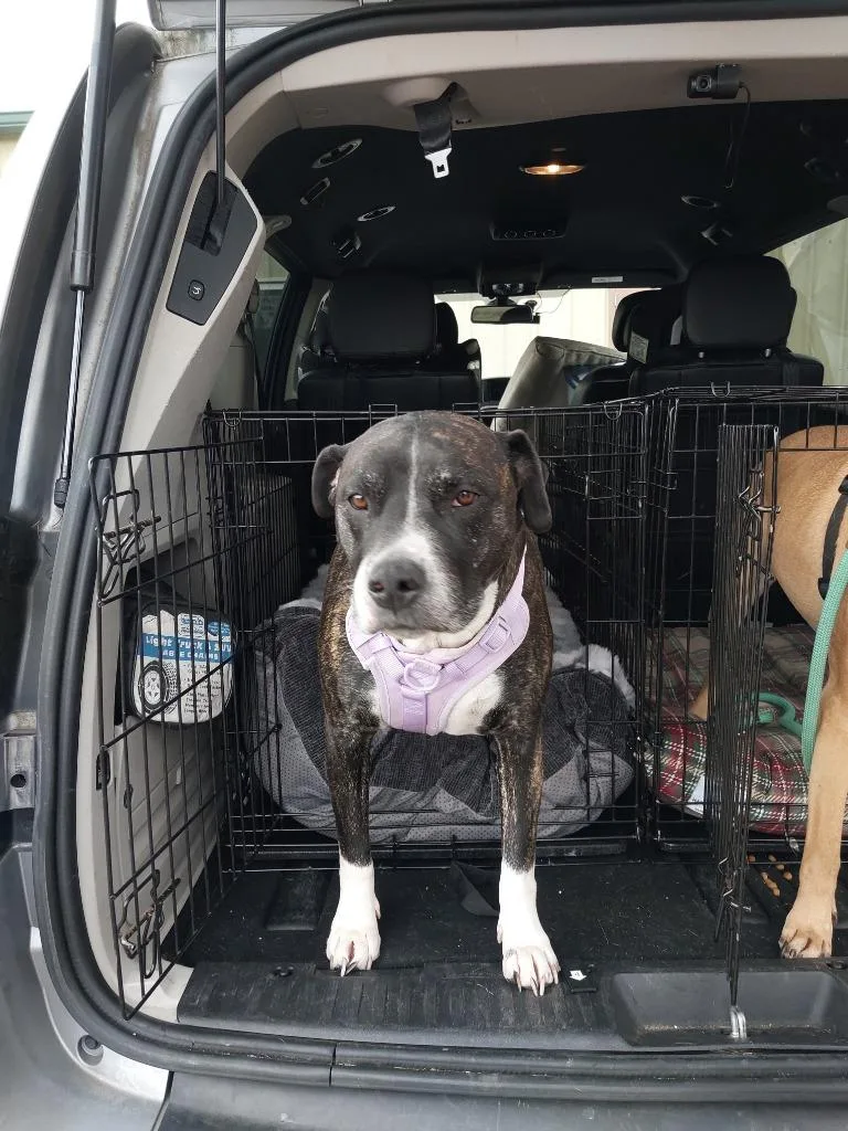 An adult medium-sized female Mixed Breed dog named Maggie for adoption in Rock Springs, WY