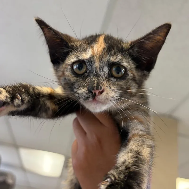 A baby small-sized female Calico Domestic Short Hair cat named Venus for adoption in Santa Barbara, CA