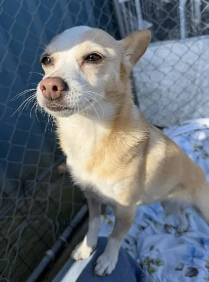 A senior small-sized female Cardigan Welsh Corgi dog named Spring for adoption in Visalia, CA