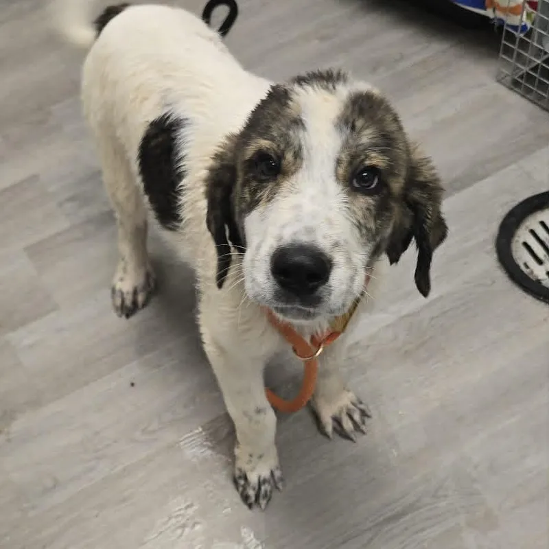 A baby large-sized male White / Cream Anatolian Shepherd dog named Leo for adoption in Orange, VA