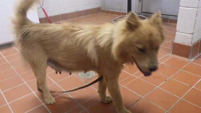 An adult medium-sized female Chow Chow dog named Dee Dee for adoption in Augusta, GA
