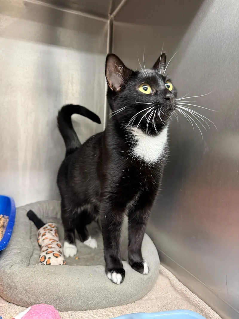 A young medium-sized female Domestic Short Hair cat named Maggie for adoption in Kent, WA