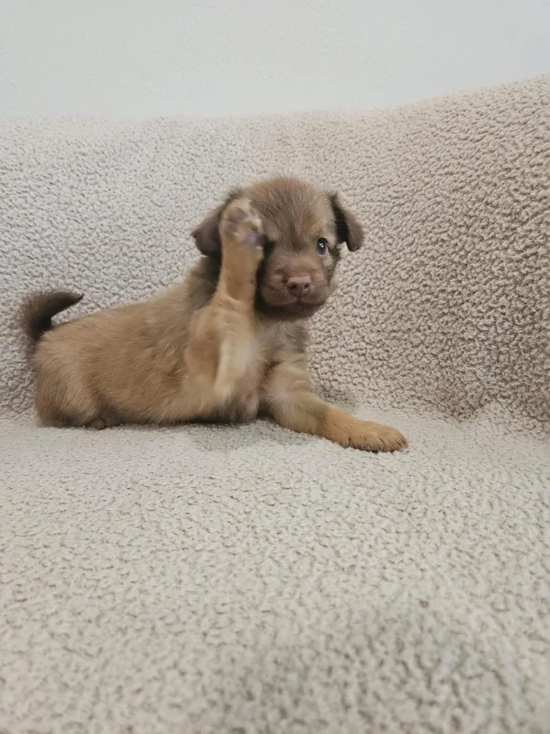 A baby small-sized male Chihuahua dog named Orzo  Rosie Pup for adoption in Los Angeles, CA