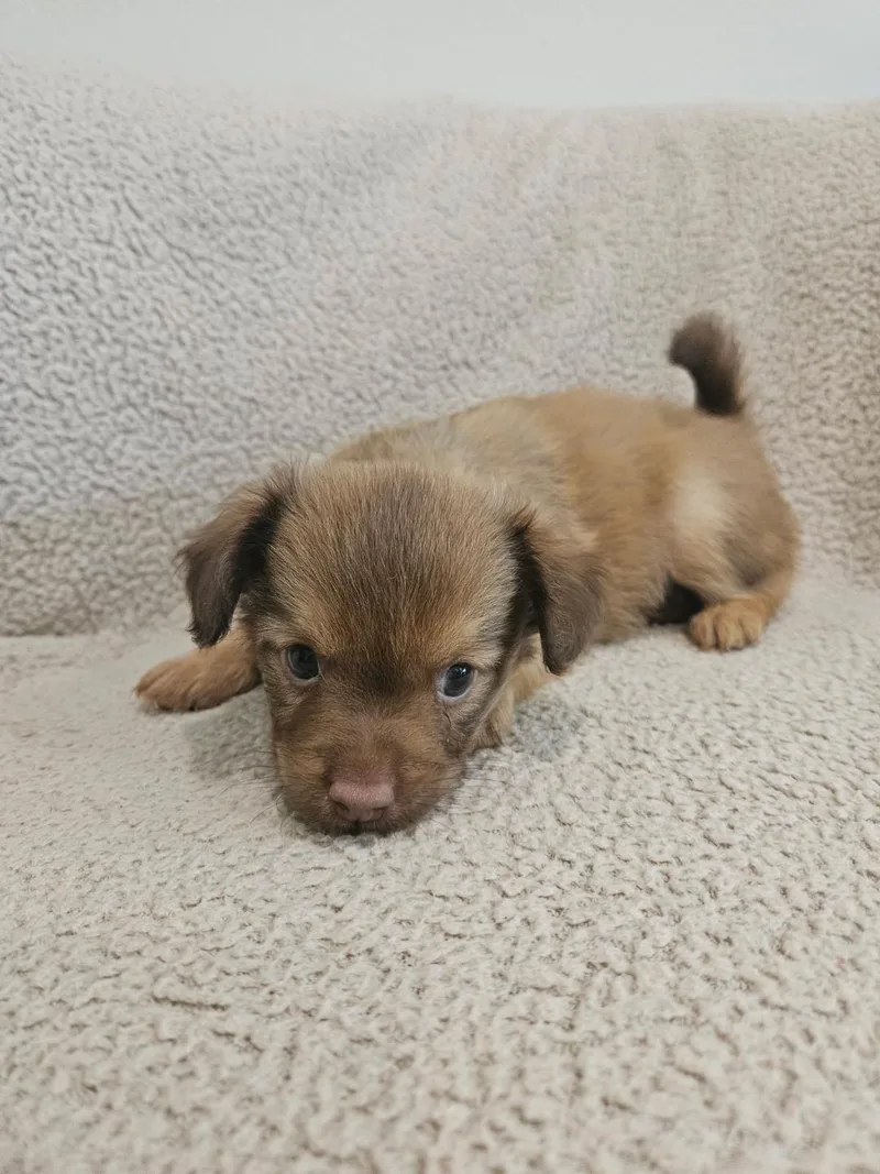 Orzo  Rosie Pup thumbnail 2