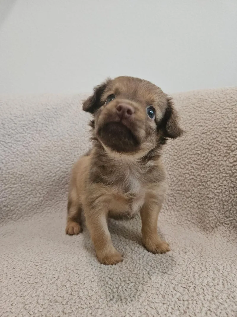 Orzo  Rosie Pup thumbnail 3