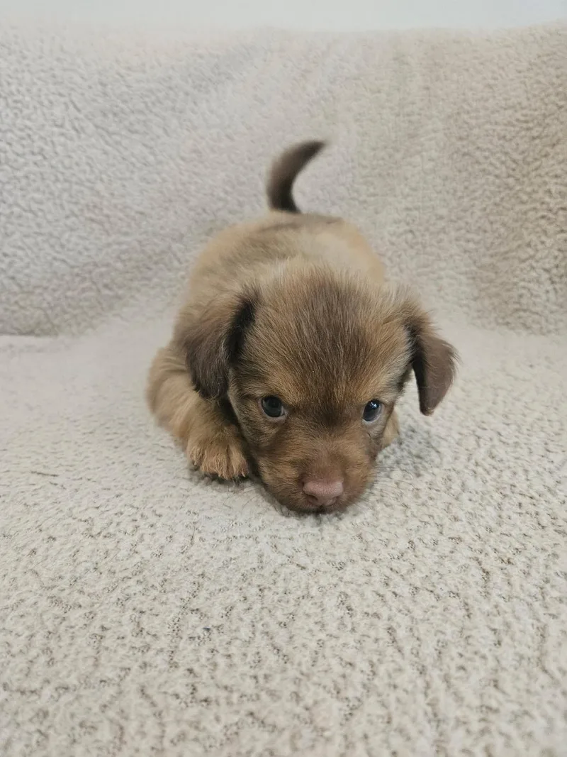 Orzo  Rosie Pup thumbnail 4