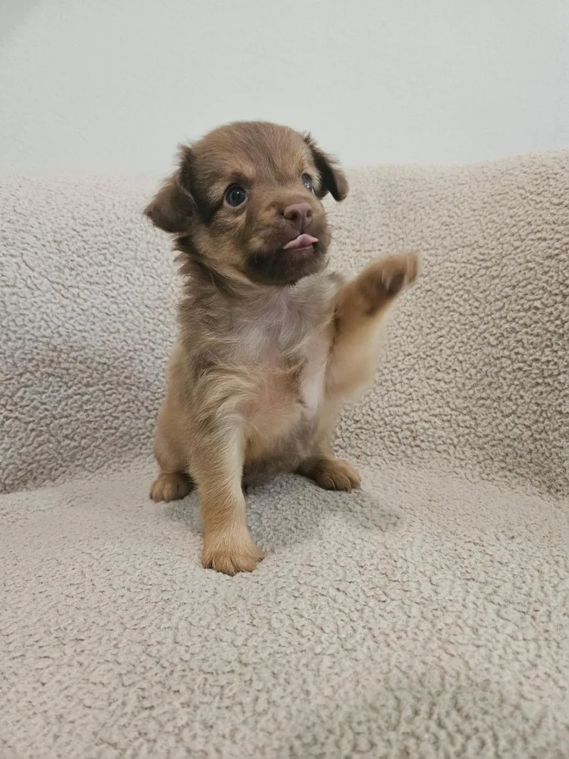 Orzo  Rosie Pup thumbnail 5