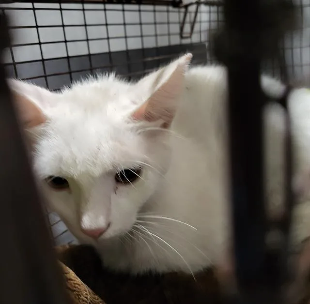 An adult medium-sized male Domestic Short Hair cat named Burrata for adoption in San Antonio, TX
