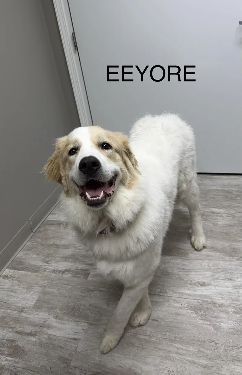 An adult large-sized male White / Cream Great Pyrenees dog named Eeyore for adoption in Urbana, OH
