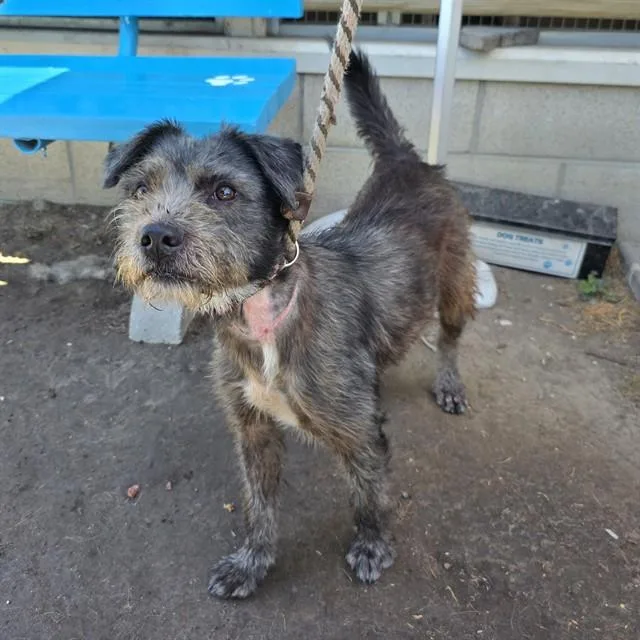 A young small-sized female Terrier dog named Ladybird for adoption in Long Beach, CA
