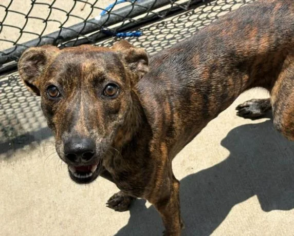 A young medium-sized female Pit Bull Terrier dog named Ruby for adoption in Tulsa, OK