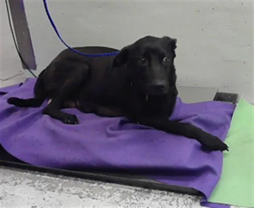 An adult large-sized female Labrador Retriever dog named Eureka for adoption in Houston, TX