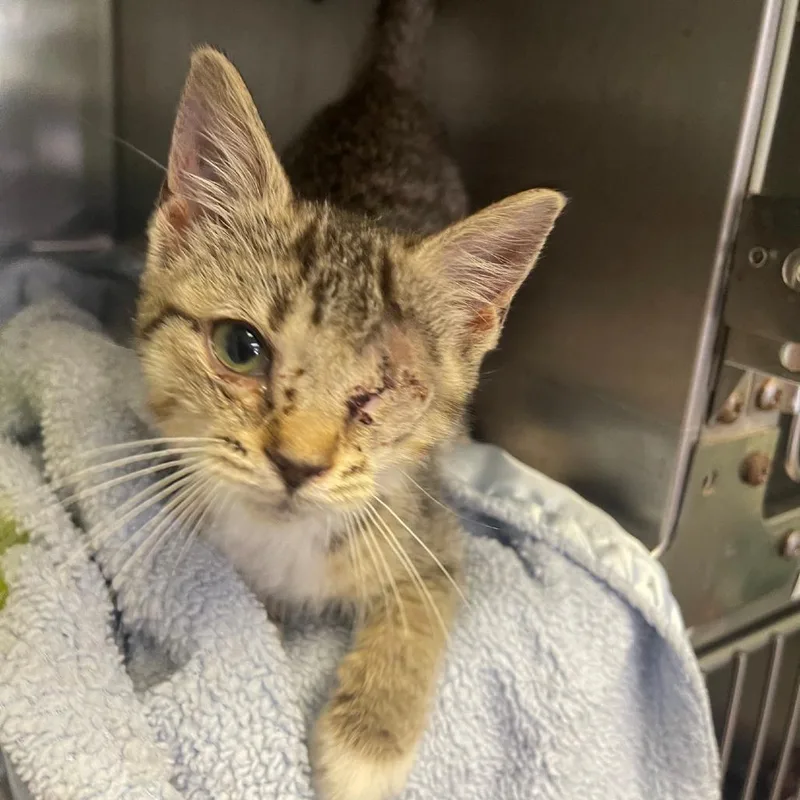A baby small-sized female Brown / Chocolate Domestic Short Hair cat named Oseye for adoption in Valley, AL