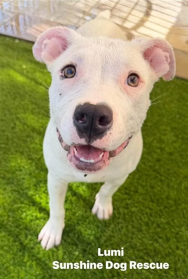 A baby large-sized female American Bulldog dog named Lumi for adoption in Phoenix, AZ