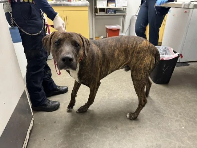 A young extra large-sized male Pit Bull Terrier dog named Jasper for adoption in Los Angeles, CA