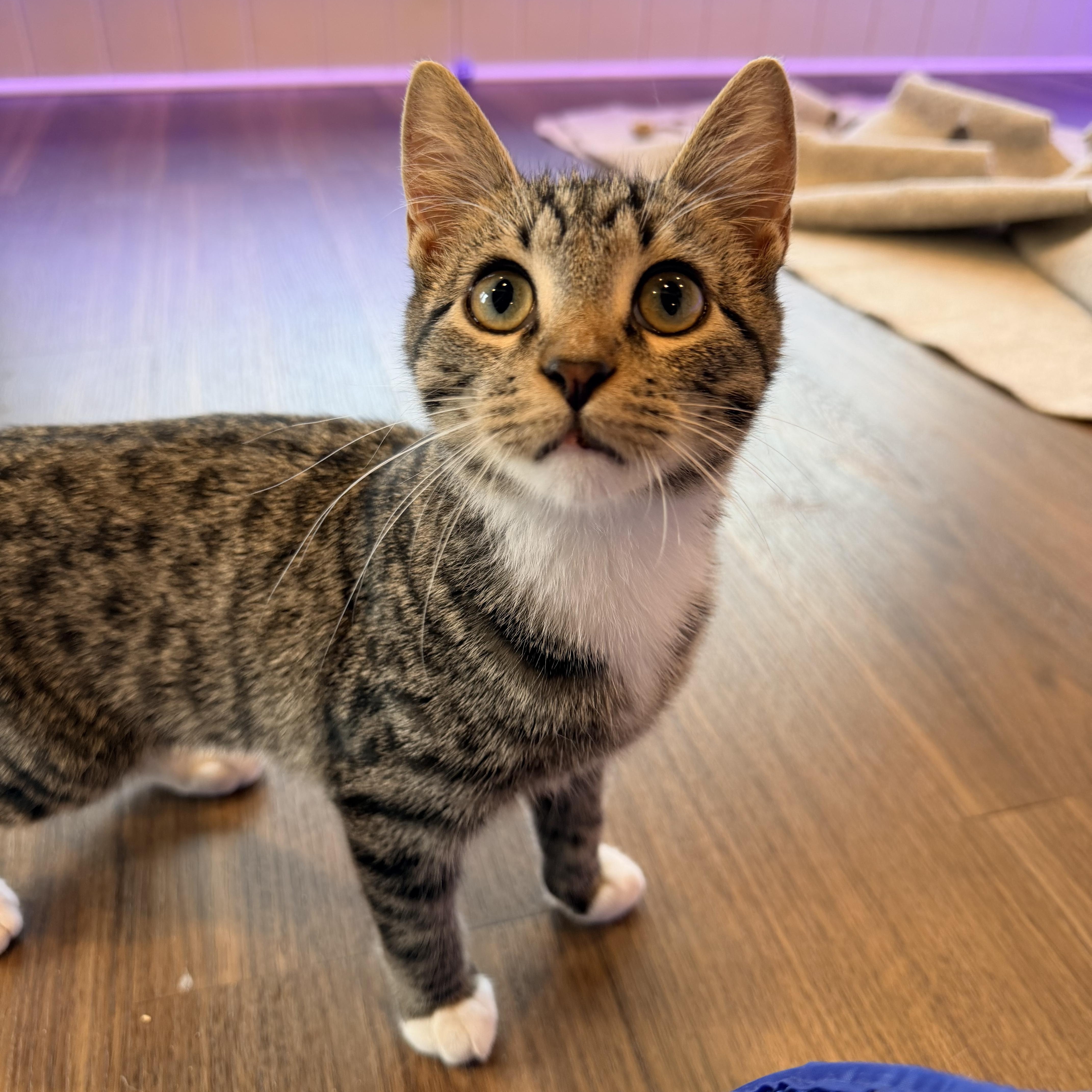 A baby small-sized male Domestic Short Hair cat named Hal for adoption in Bellmawr, NJ